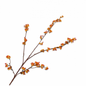 Celastrus tak oranje 109cm